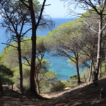Forest hiking path