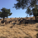 Cabras payoyas en Alcala de los Gazules